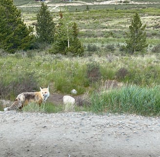 Fox standing in grassy meadow near gravel road.