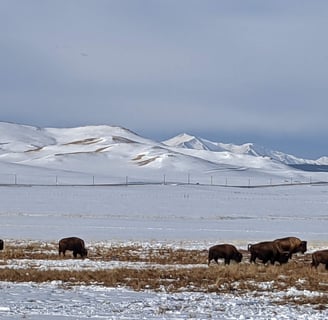 Bison herd grazing in a snowy mountain valley.