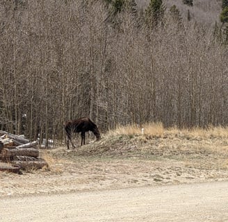 Moose grazing near the edge of an aspen grove.