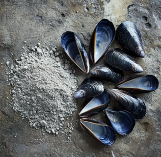 Coquille de moule