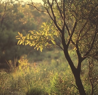 tea tree citronné