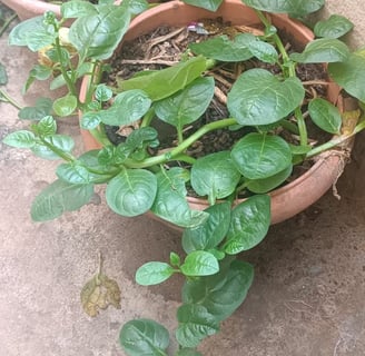 Um vaso com uma planta de Espinafre
