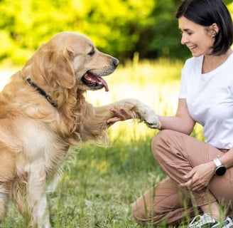 treinamento para cães.