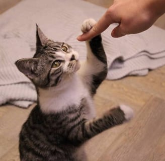 treinar o gato