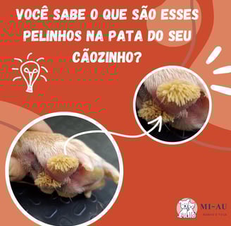 hiperqueratose na pata do cachorro