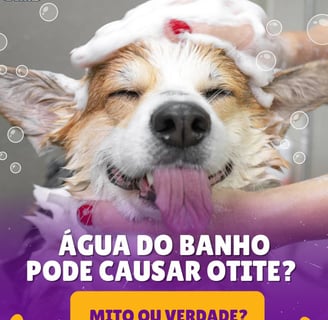 cachorro tomando banho 