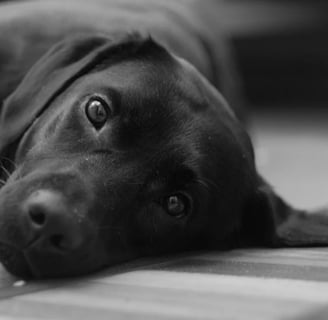 Cachorro tremendo o que pode ser e como agir