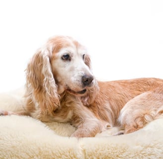 Como cuidar de um cachorro idoso com artrite guia completo