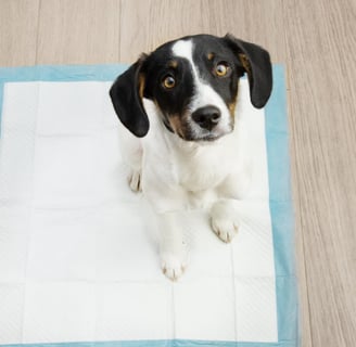 Como ensinar o cachorro filhote a fazer xixi no lugar certo