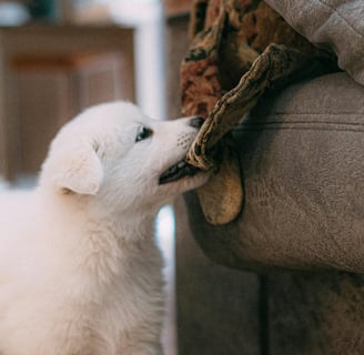 Como evitar ansiedade de separação em cachorros filhotes