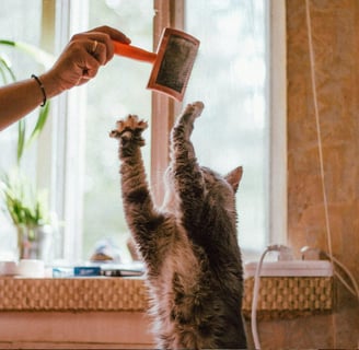 Como evitar mordida de gato dicas práticas para prevenir