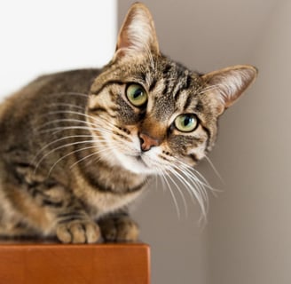 Como saber se meu gato é macho ou fêmea Guia prático