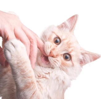 Doenças transmitidas por mordida de gato