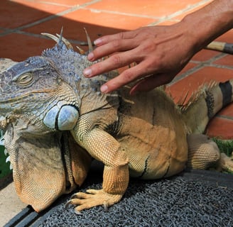 Erros ao criar uma iguana em casa e como evitar corretamente