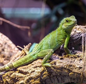 Expectativa de Vida da Iguana