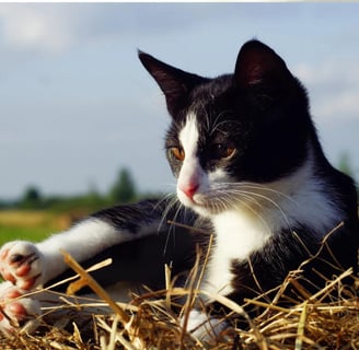 Gato Frajola O Felino Preto e Branco Mais Carismático