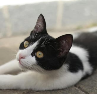 Gato Frajola O Felino Preto e Branco Mais Carismático