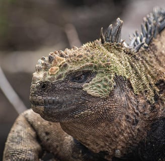 Mudança de pele na iguana