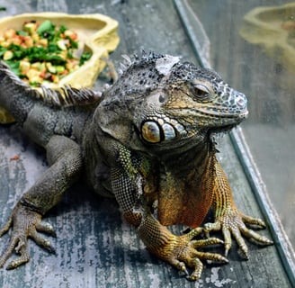 O que as iguanas comem