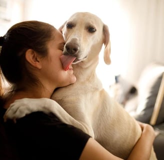 Por que meu cachorro me lambe Veja o que significa