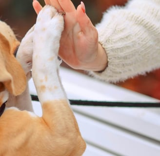 Quando começar o adestramento de um cachorro filhote