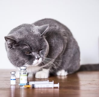 Vacinas que gatos devem tomar guia completo de proteção