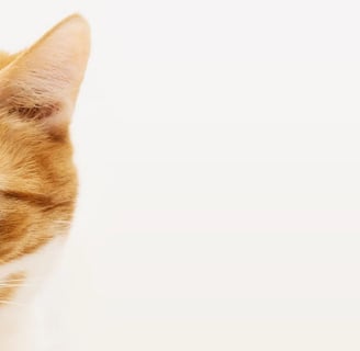 Gato com comportamento estressado