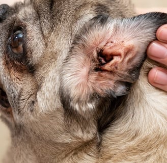 10 Raças de Cães Propensas a Doenças de Pele