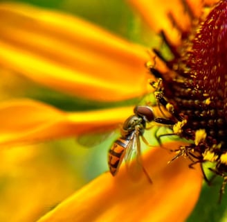 macro image of a bee on a sunflower