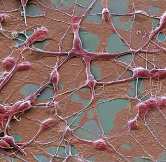 Healthy nerve cells with branching extensions for Parkinson’s treatment facing immune rejection risk