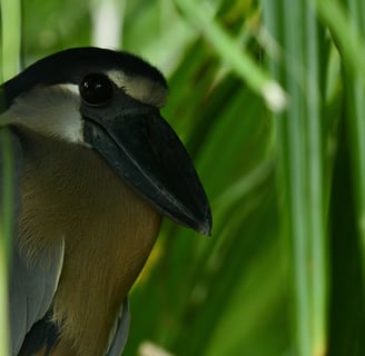 Boat billed heron at Sierpe Mangrove 