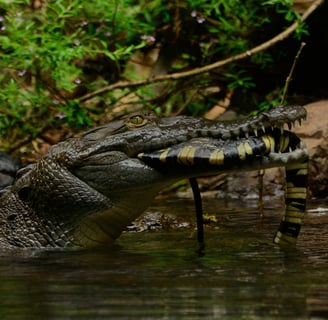 Crocodile in Sierpe River, Costa Rica