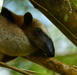 Tamandua found in the hiking tour at Corcovado National Park with Coral Expeditions Costa Rica