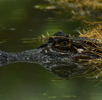 Caiman at Terraba Sierpe wetland ,Costa Rica
