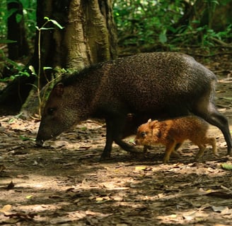 a wild boar is shown in this image during a tour to Corcovado with Coral Expeditions Costa Rica