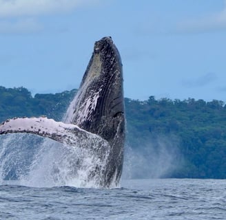 Humpback whale breaching .Ballena Marine Park ,Costa Rica