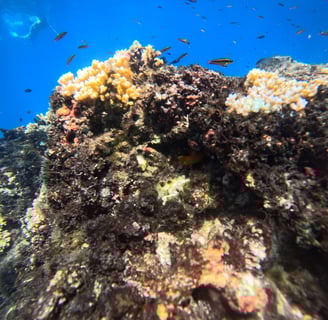 Coral reef in Cano Island ,Costa Rica