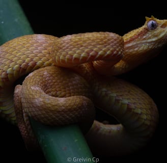 Snake in Costa Rica