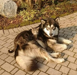 alaskan malamute e gatto
