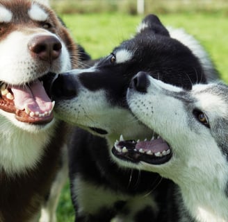 giochi tra tre alaskan malamute