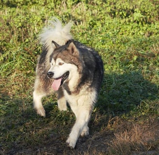 Alaskan malamute femmina grigio lupo