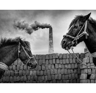 Sujan Sarkar photography 47