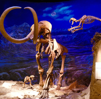 Royal Tyrrell Museum