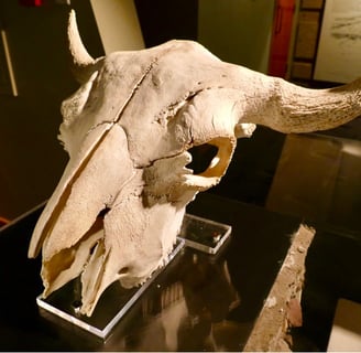 Head-Smashed-In Buffalo Jump