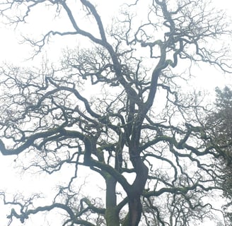 twisty bare branches of an oak tree in fog