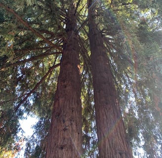 2 Sonoma County redwoods trees close together