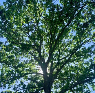green leafy oak tree against a blue sky with sun shinging behind trunk