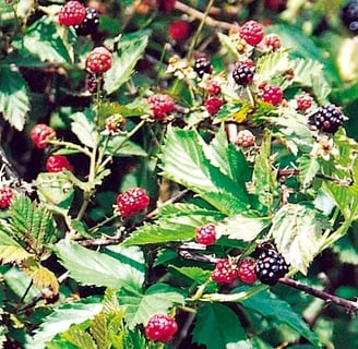 Blackberry Management - Blackberry Spraying