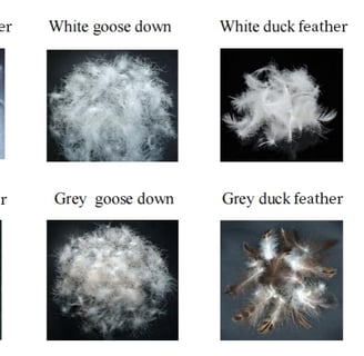a bunch of different types of white feathers