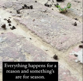 Brick surface with a quote by Jaitry Upadhyay about life’s reasons and seasons